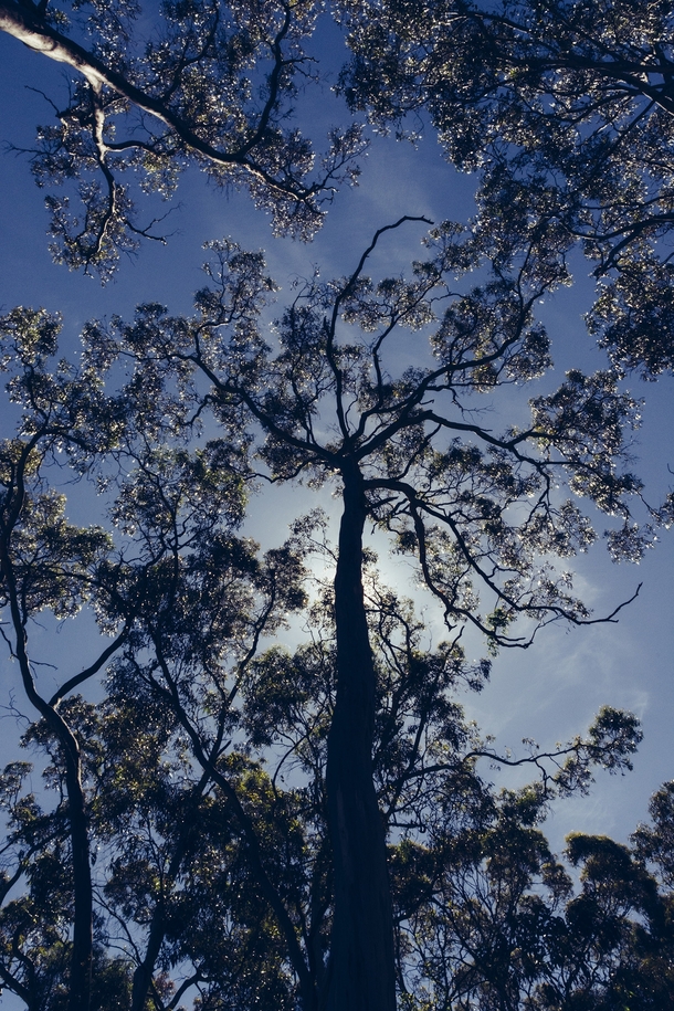 Eucalyptus silhouette South Australia 