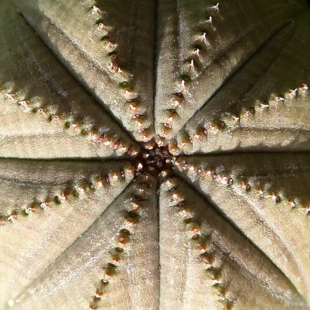 Euphorbia obesa - Veneto Italy 