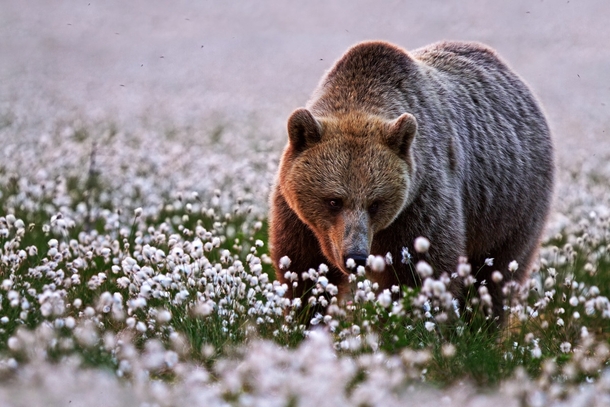 Eurasian Brown Bear walking in cotton 