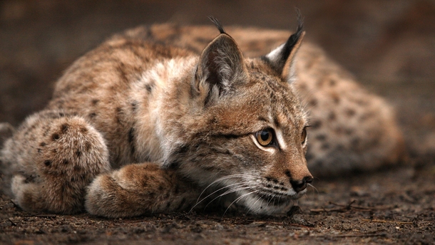 Eurasian lynx Lynx lynx x