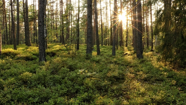 Evening sun in a Swedish forest Stockholm 