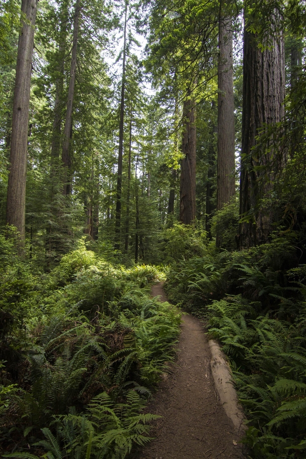 Exploring the forests of Redwood National Park Oregon  IG tessamarianne