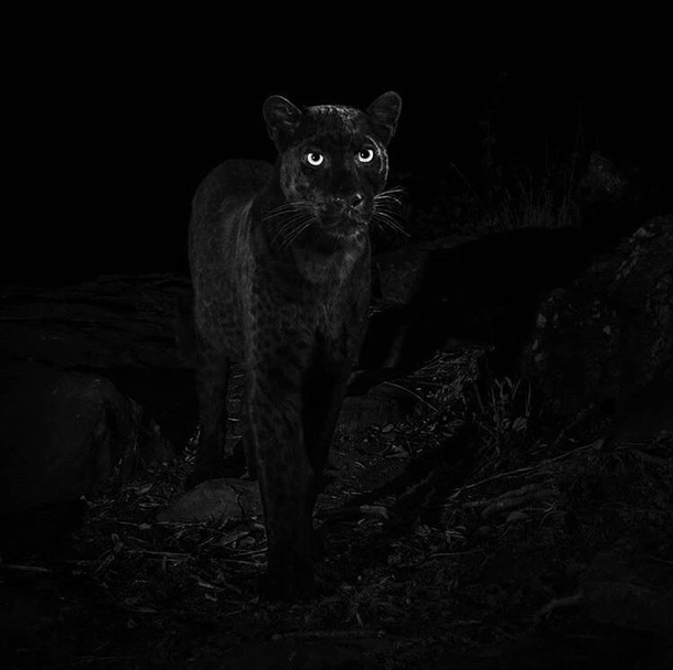 Extremely rare African black leopard recently spotted in Kenya