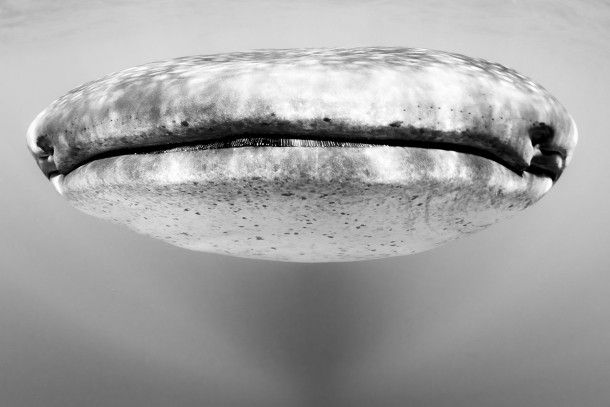 Face to face with a whale shark Christian Vizl Mexico  Sony World Photography Awards 