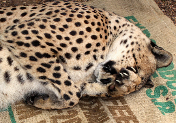 facepaw - Cheetah Acinonyx jubatus 