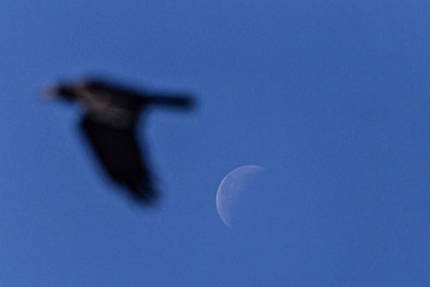 Failed to capture the ISS transit Then a crow photobombed me OC