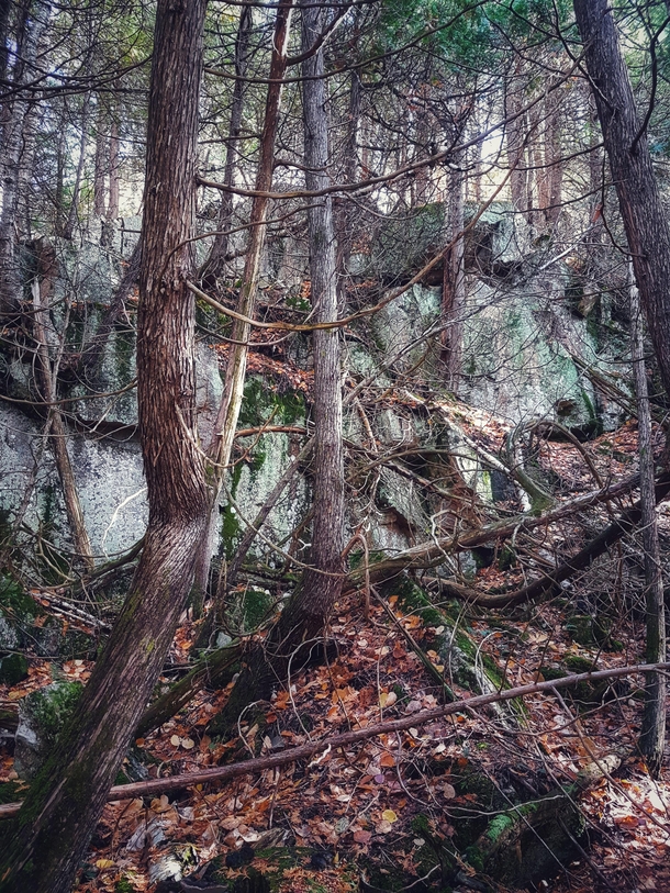 Fairy forest in Ontario Canada  OC