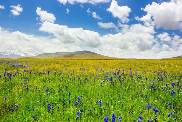 Fairy Meadows DEOSAI Pakistan OC 