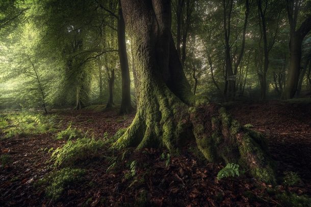 Fairytale forest mood Ermelo the Netherlands 