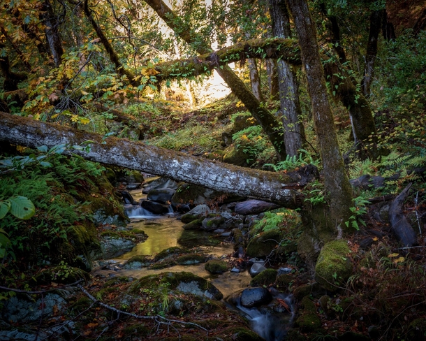 Fairytale-like creek in Southern Oregon 