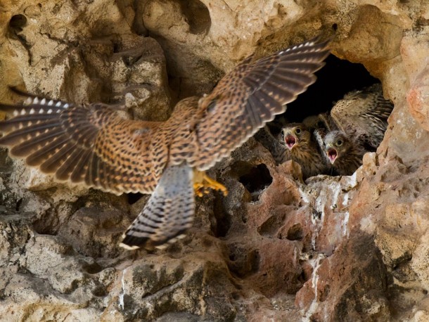 Falcons Socotra 