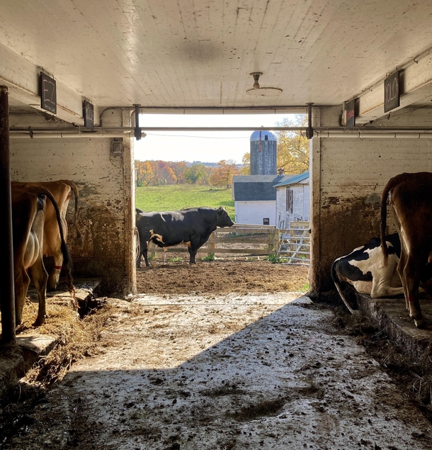 Fall at the Dairy Barn
