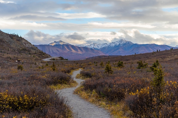 Fall colors in Alaska - Denali NP Alaska USA 