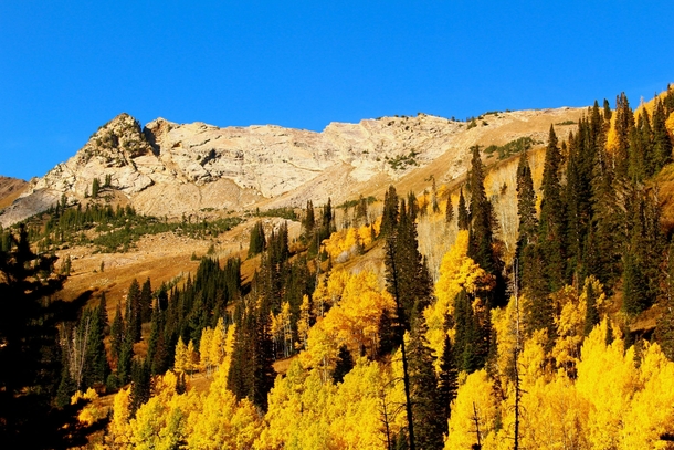 Fall colors in Mill D South Big Cottonwood Canyon Utah 