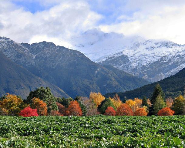 Fall colours New Zealand 