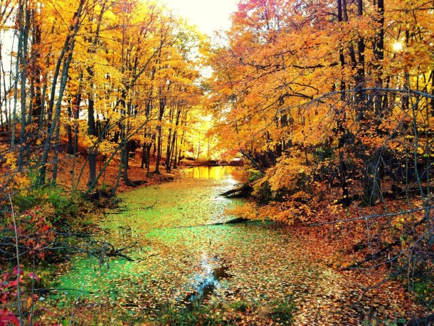 Fall in Canada - Christie Lake Conservation Area Hamilton ON 