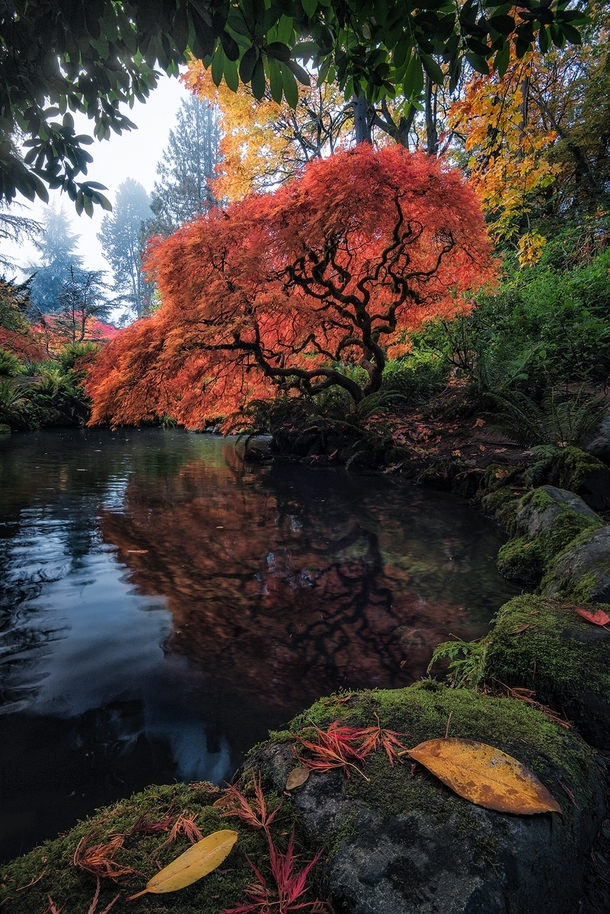 Fall looks pretty darn good on this tree in Seattle OC  ross_schram
