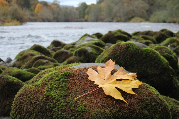 Fall on the McKenzie River Oregon 