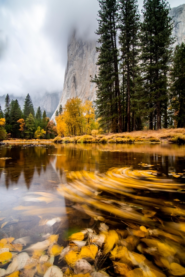 Fallen leaves exposing the Merced Rivers flow Yosemite National Park 