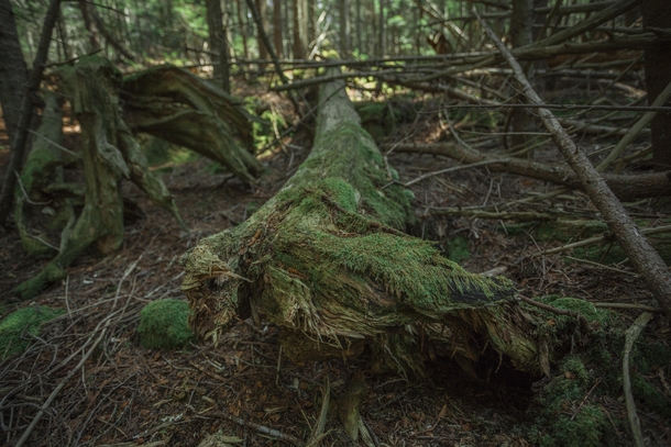 Fallen Tree in Acadia NP 