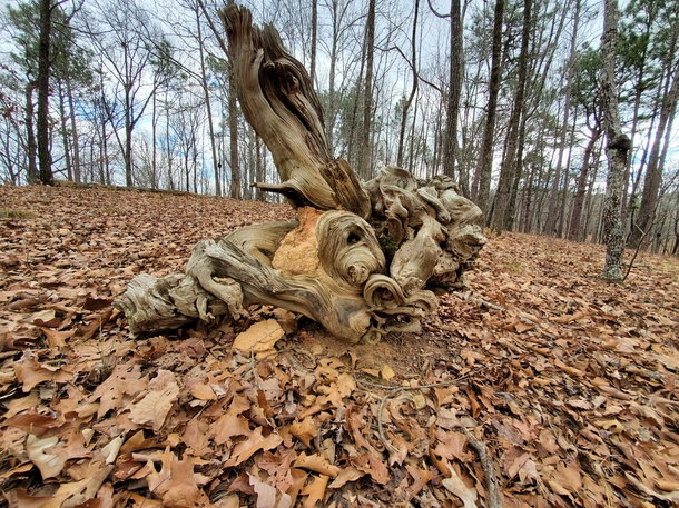 Fallen Tree Roots Fort McClellan Alabama 