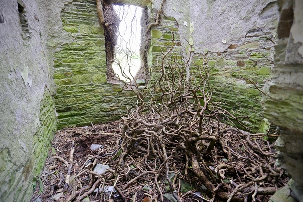 Fallen Vines in a Mortuary Hospital from the Irish Famine