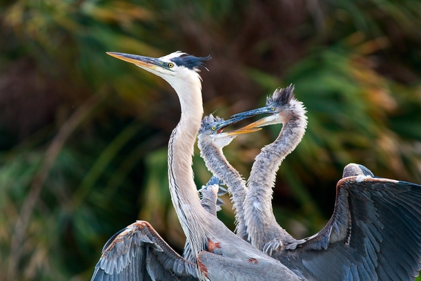Family photo of a mother great blue heron and her two kids 