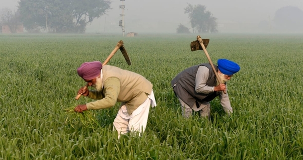 Farmers work in a field on the outskirts of Amritsar India