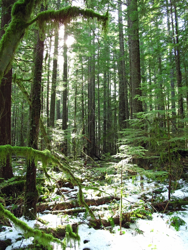 Federation Forest Washington State 