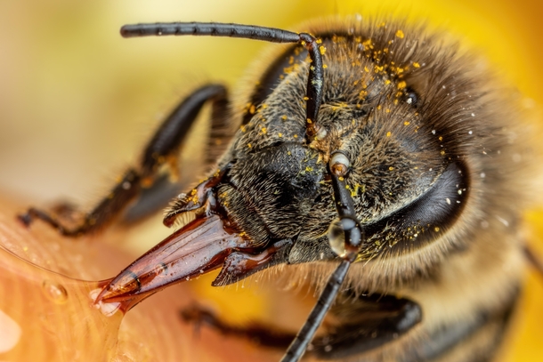 Feeding Honeybee 
