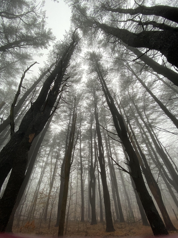 Fells Reservation MA OC x - walking in a foggy forest