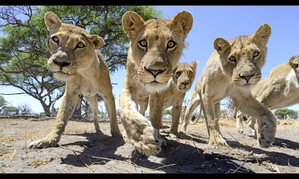 Femal lions in Africa picture taken by Chris McLennan 