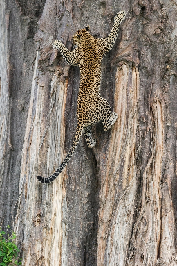 Female leopard climbing a tree  Photo by Marc MOL