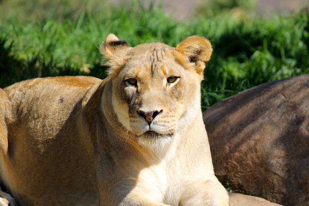 Female Lioness in the SD safari zoo 