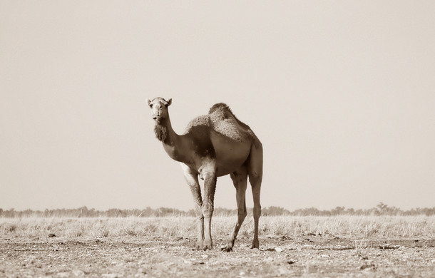 Feral camel in the Australian outback 