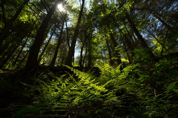 Ferns bathing in a beam of sun that broke through the forest canopy - Ithaca NY OC 