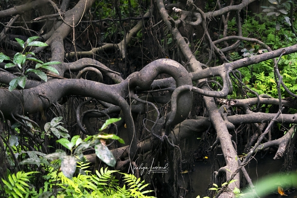 Ficus roots in a lowland freshwater swamp NE Vietnam 