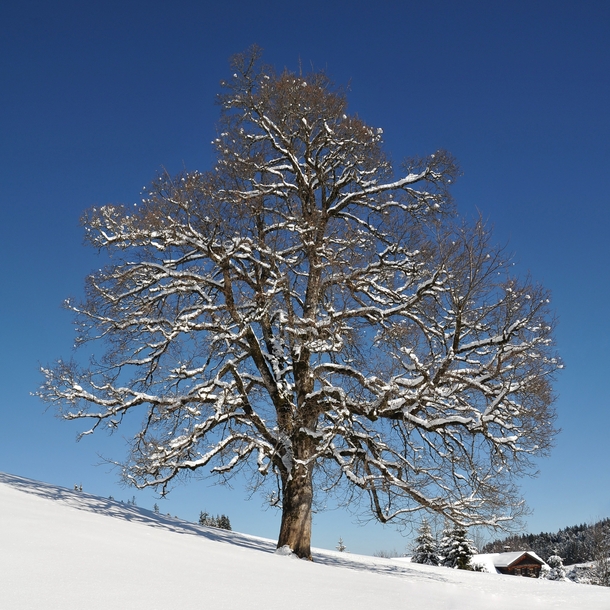 Field maple covered in snow 