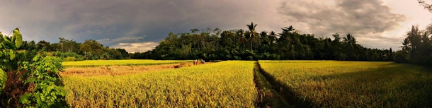 Fields of Gold - taken at Serang Indonesia  by Eka Wirya
