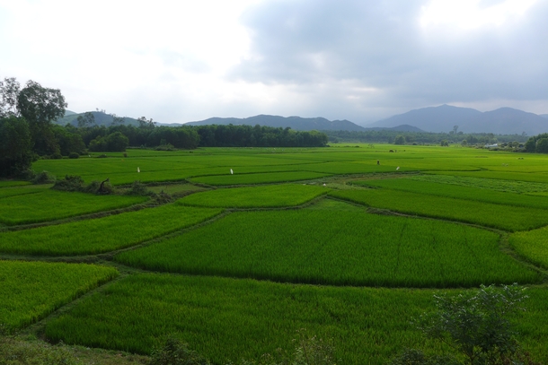 Fields of Green  Rice Paddies in Vietnam 