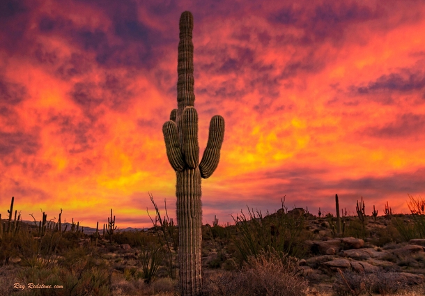Fiery amp Vibrant Colored Sunrise With Saguaro Cactus In Scottsdale Arizona Desert Preserve  IG  swvisionsnow