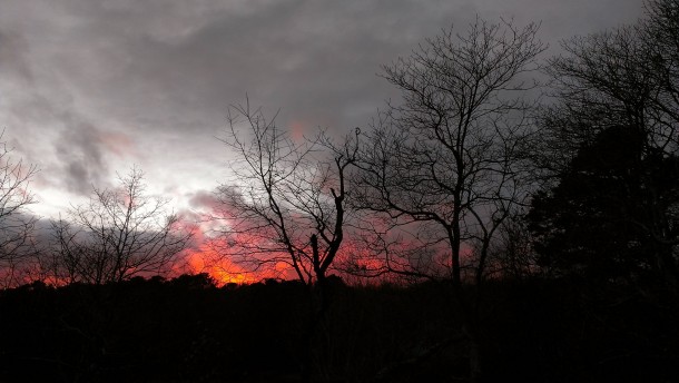 Fiery Sunset Over Treetops Cape Cod 