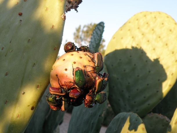 Figeater Beetles Cotinis mutabilis feasting on the fruit of Spineless Prickly Pear Opuntia ellisiana  xpost rPicsofCatwalker