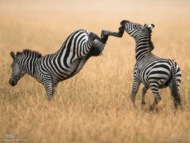 Fighting Zebras in Kenya  