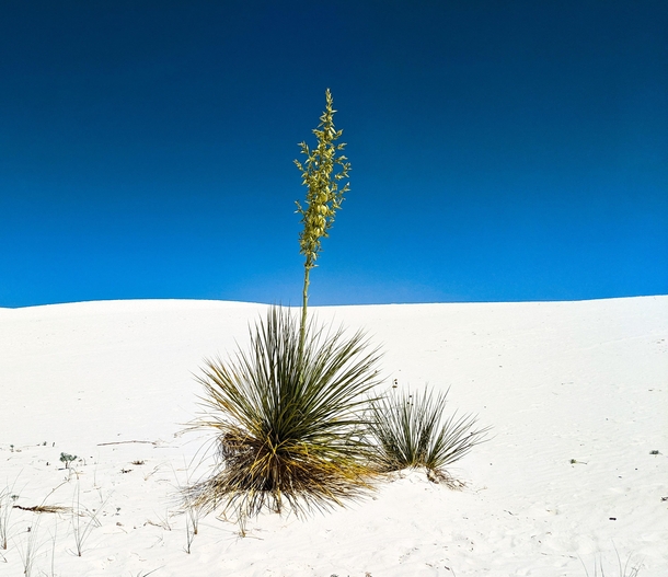 Finally made it to White Sands National Park after living in New Mexico most of my life OC x