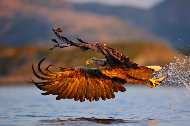 Finnish Eagle Haliaeetus albicilla being majestic - Photorator