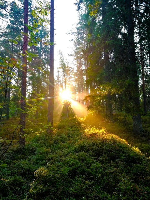 Finnish forest in the morning 