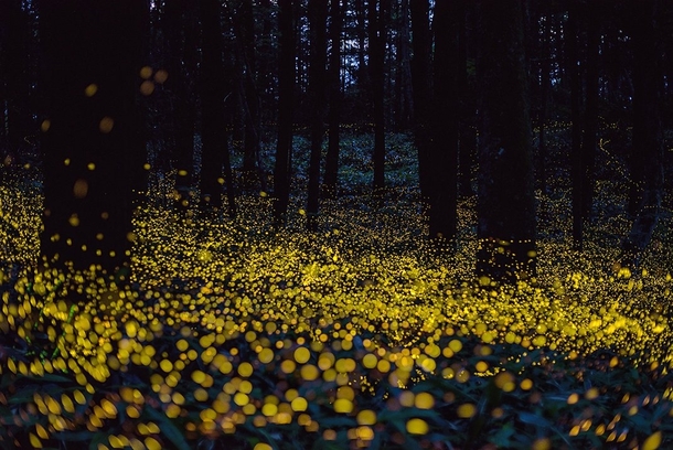 Fireflies Lighting Up the Forest Night by Tsuneaki Hiramatsu Okayama Japan 