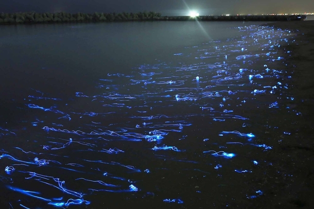 Firefly Squid in Japan 
