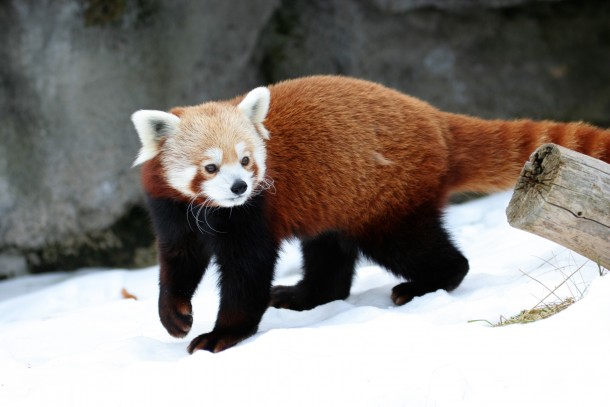 Firefox in Snow 